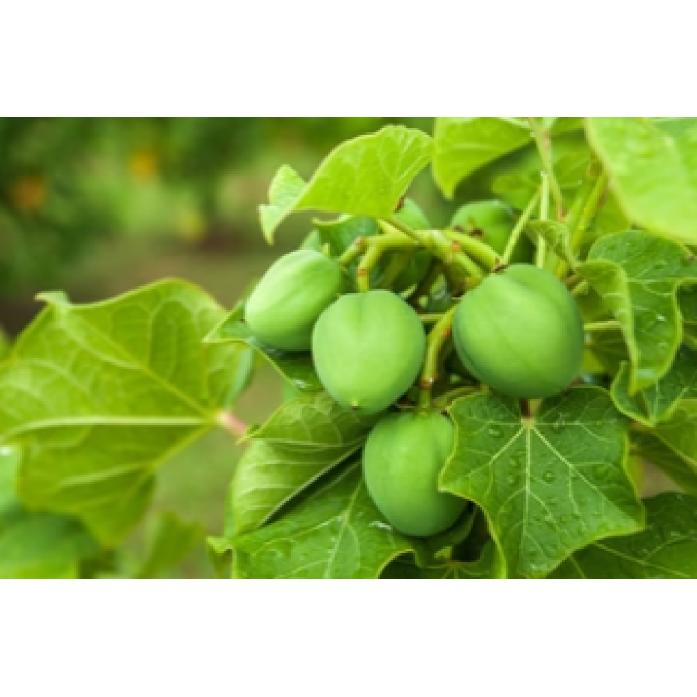 CARELIKA Exotic Body Scrub — gommage corporel exotique au pamplemousse, sel marin et huile essentielle de mandarine, 200 ml