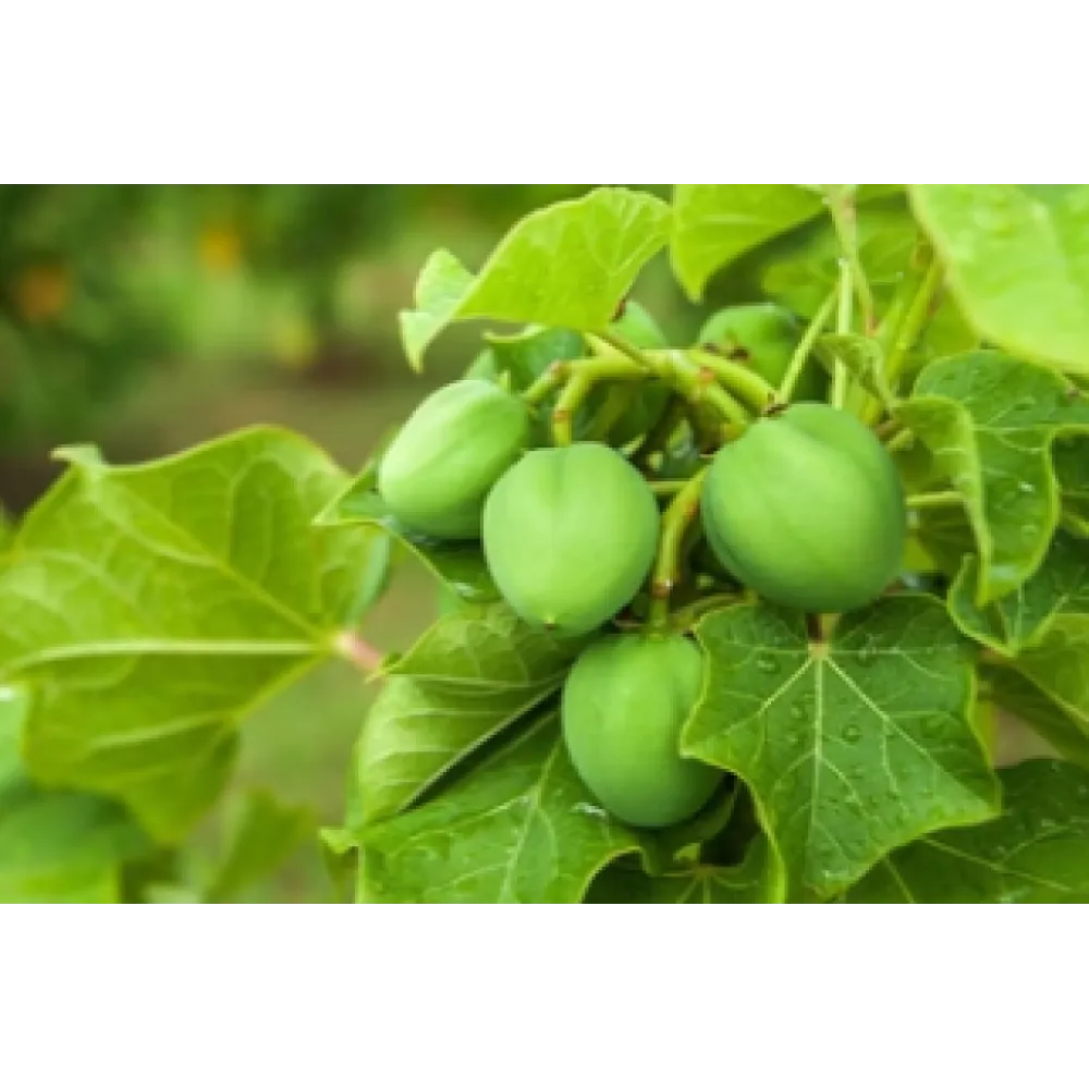 CARELIKA Gommage corporel Gold — aux paillettes dorées, extrait de caviar et glycérine végétale, 200 ml