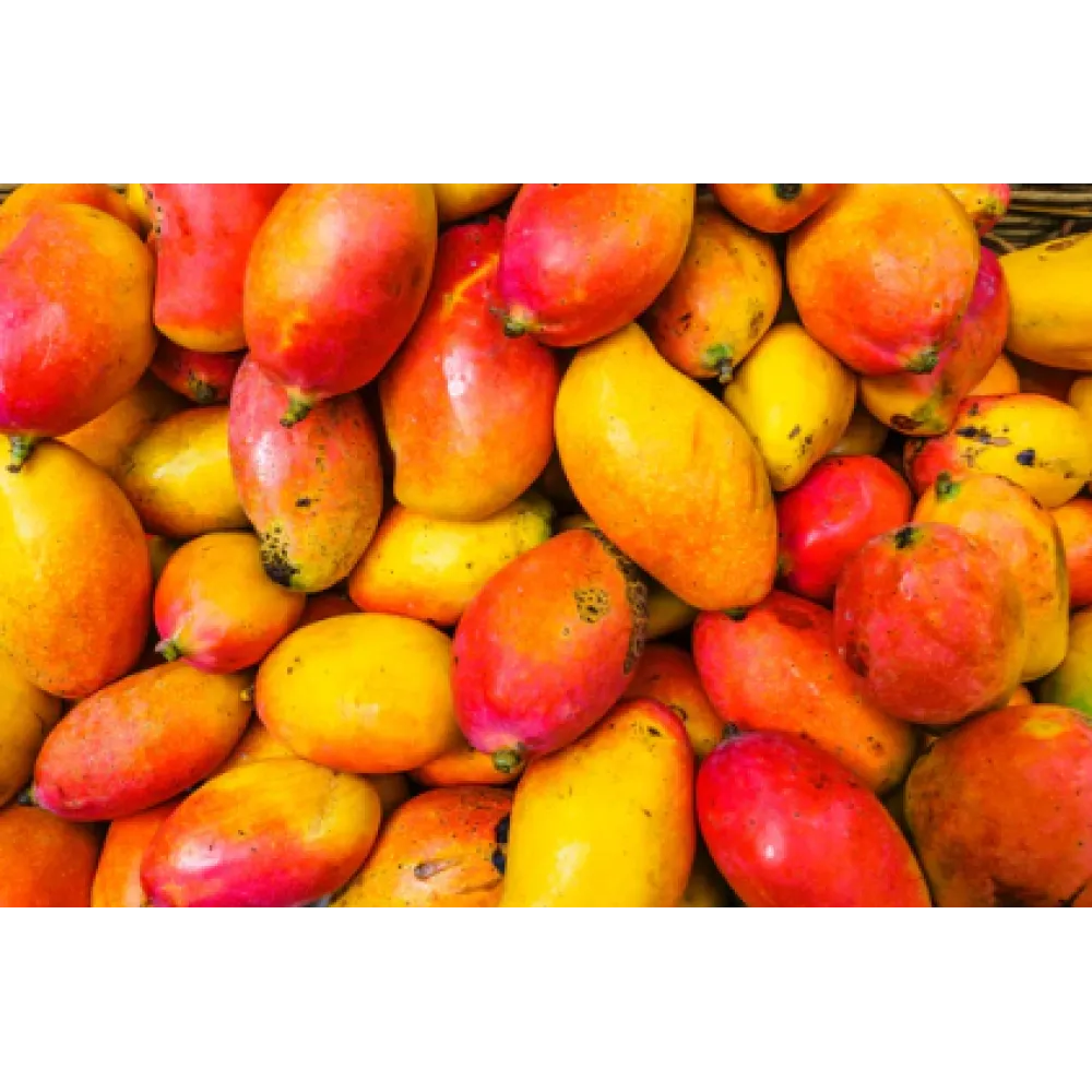 CARELIKA Exotic Body Butter - Beurre corporel nourrissant aux propriétés adoucissantes pour la peau, 250 ml